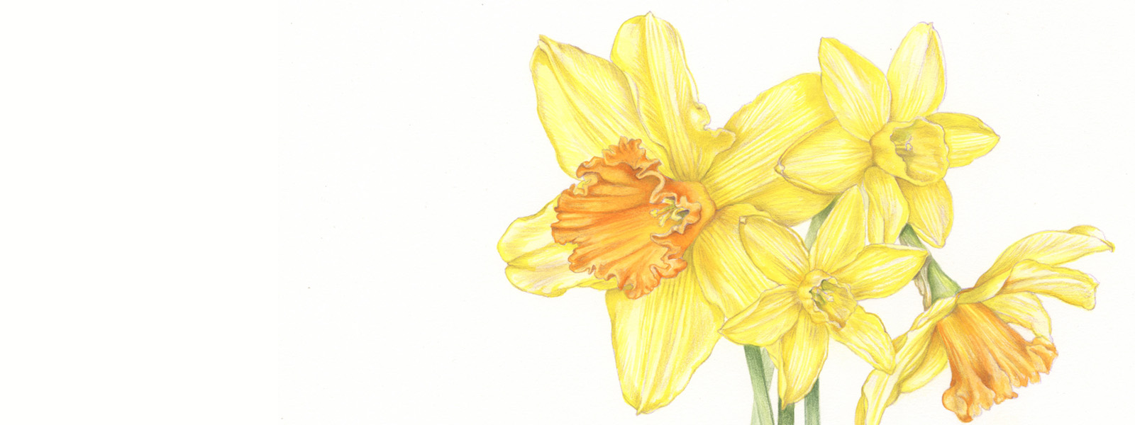 Botanical Drawing Workshop: Spring Flowers 2024