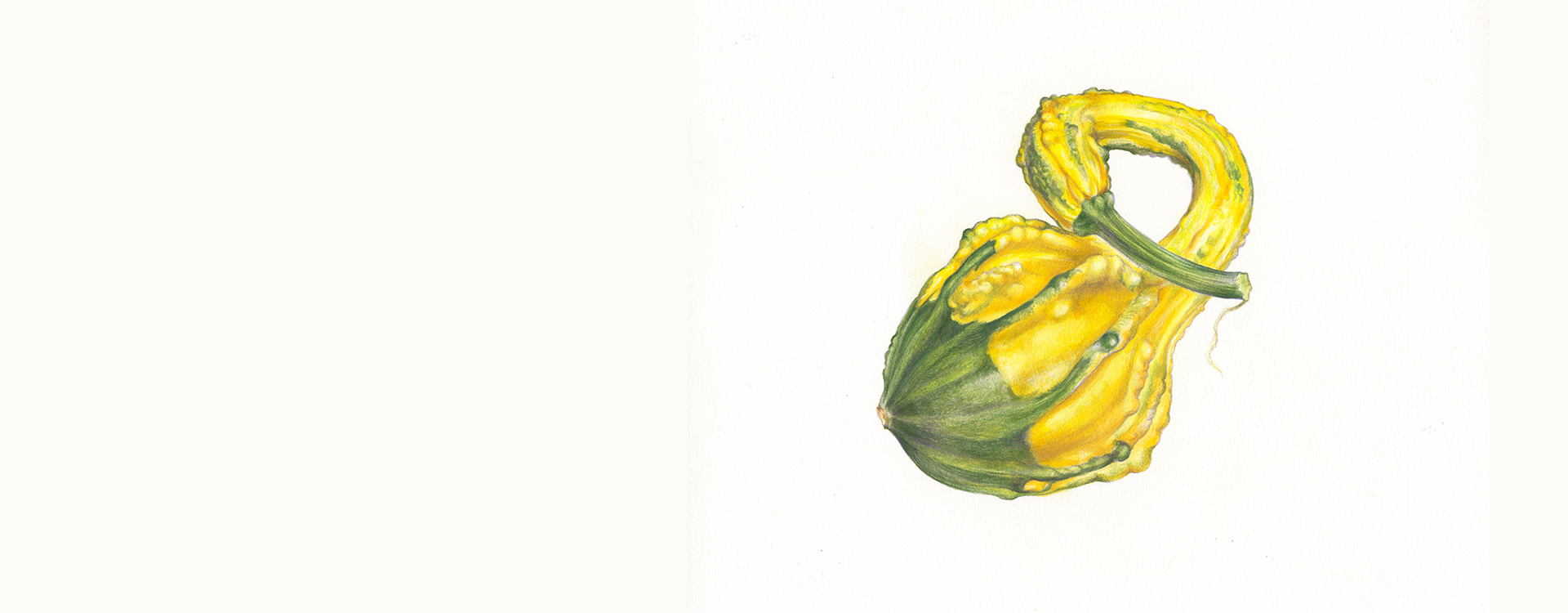 Botanical Drawing Workshop: Gourds & Pumpkins 2024