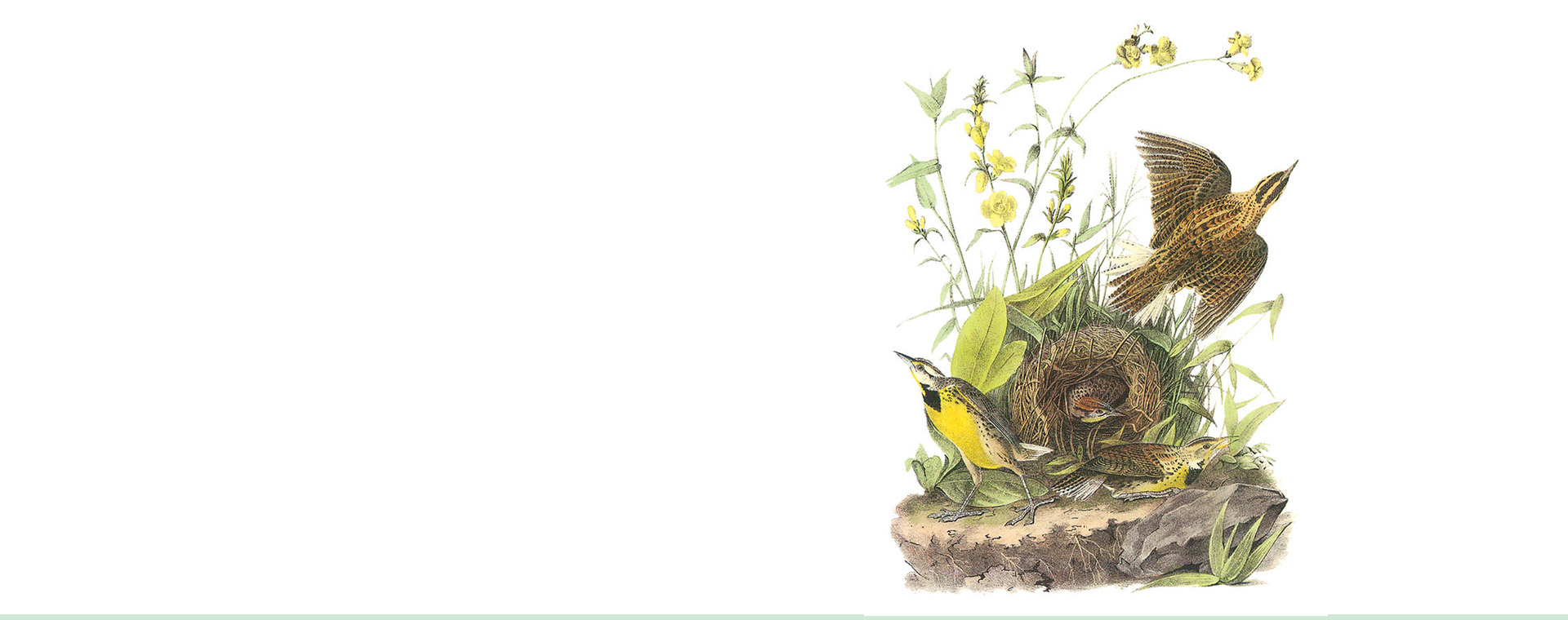 Audubon Songbirds from the Dr. Michael and Elyn Stubblefield Collection