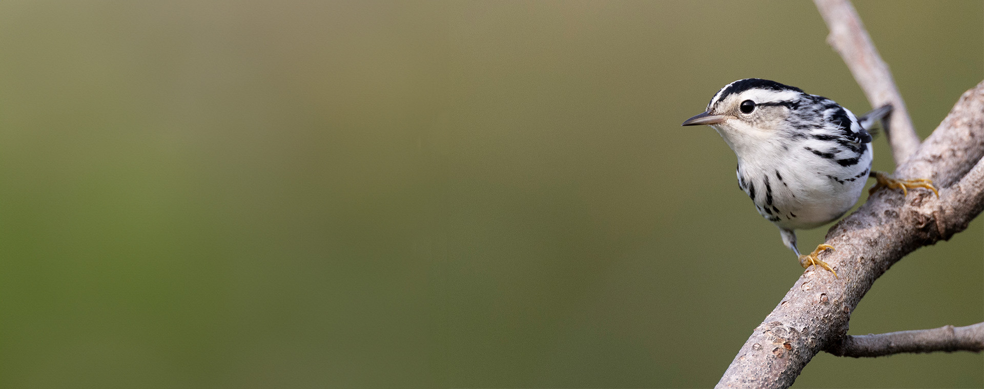 Bird Walk at Great Swamp and Exhibition Tour